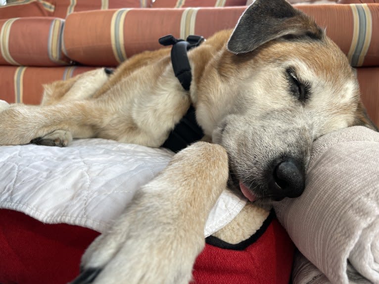 Bear, an Australian Cattle Dog and German Shepherd Dog mix tested with EmbarkVet.com