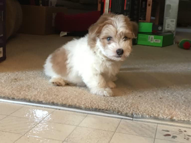 Kasper Keegan, a Havanese tested with EmbarkVet.com