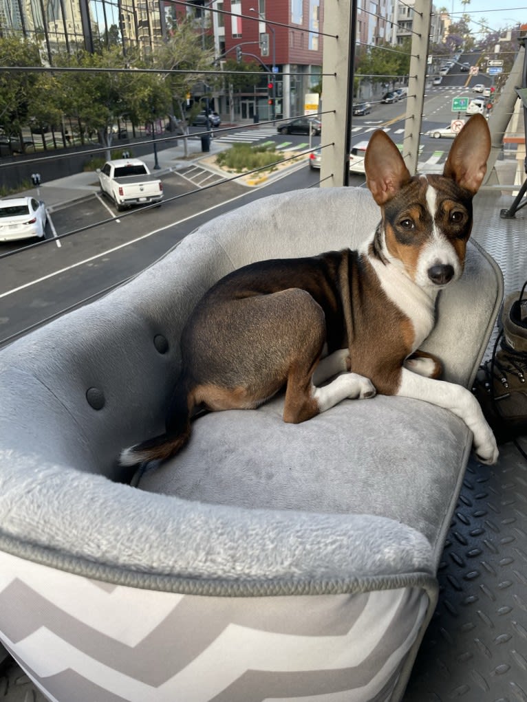 Cocoa, a Basenji tested with EmbarkVet.com