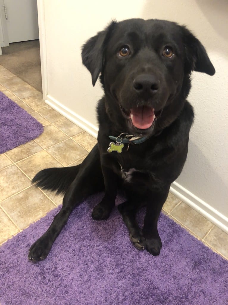 Sadie Sesma, an American Bully and German Shepherd Dog mix tested with EmbarkVet.com