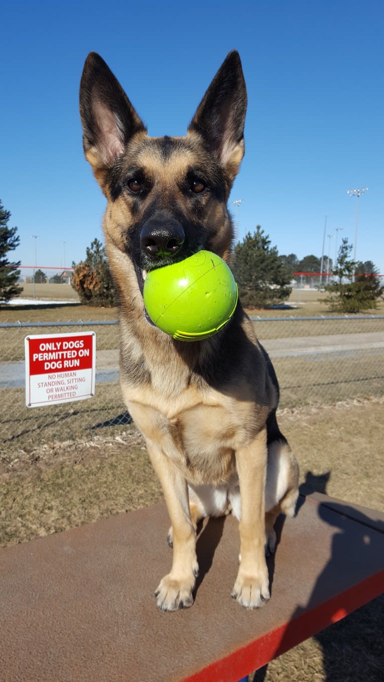 Ava Lynch, a German Shepherd Dog tested with EmbarkVet.com