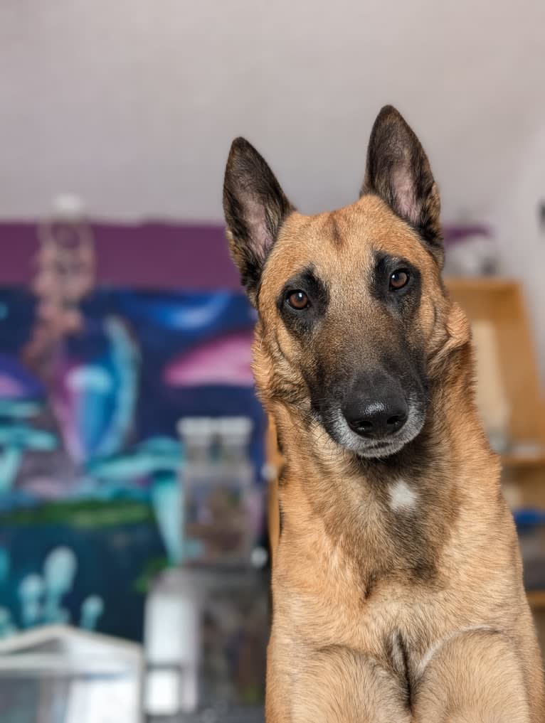 Goldmali quicksilver "zeke", a Belgian Shepherd tested with EmbarkVet.com