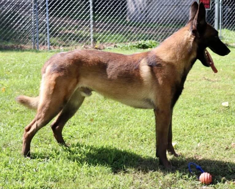 Taz, a Belgian Shepherd tested with EmbarkVet.com