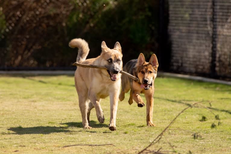 Boban, a German Shepherd Dog and Great Pyrenees mix tested with EmbarkVet.com