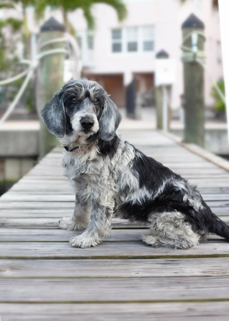 Gladys, a Petit Basset Griffon Vendeen tested with EmbarkVet.com