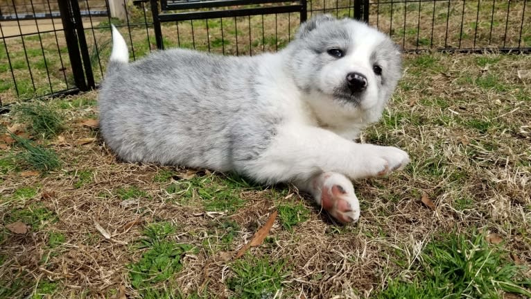 Tribble Hill Escanor, an Armenian Gampr tested with EmbarkVet.com