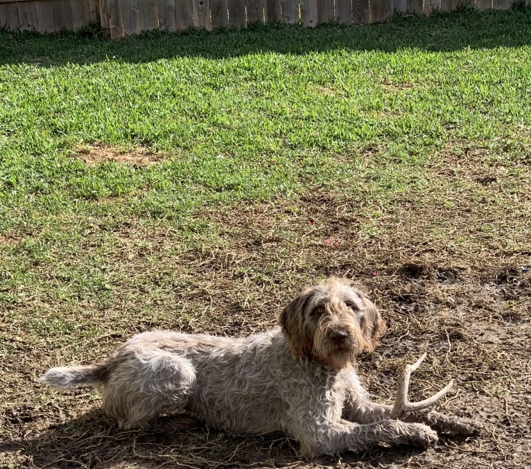 ARYA, a German Wirehaired Pointer tested with EmbarkVet.com