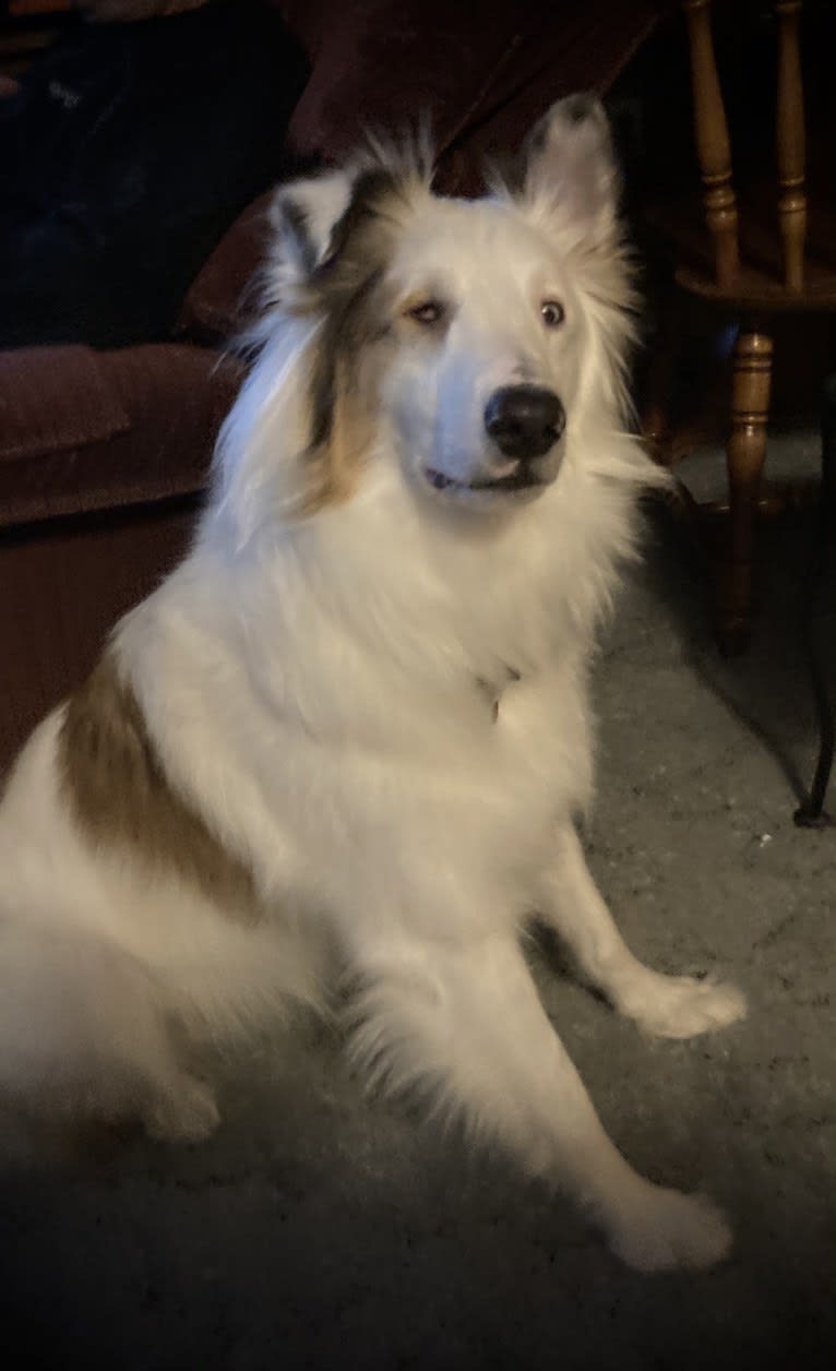 Jax, a Shetland Sheepdog and Australian Cattle Dog mix tested with EmbarkVet.com