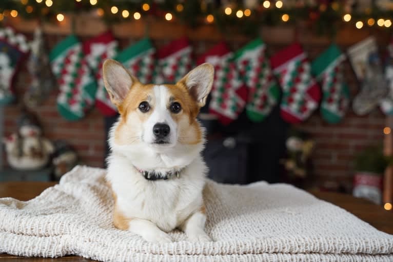 Kiko, a Pembroke Welsh Corgi tested with EmbarkVet.com