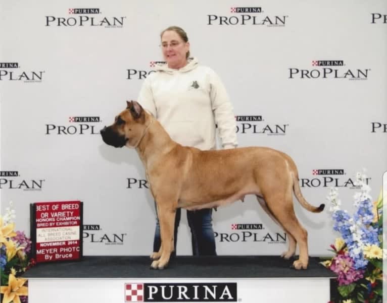 Suey 2, a Perro de Presa Canario tested with EmbarkVet.com