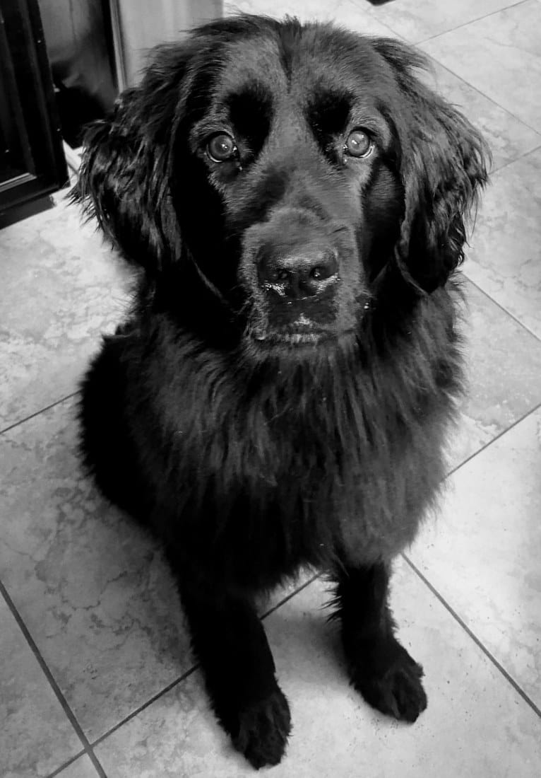 Molly, a Newfoundland tested with EmbarkVet.com