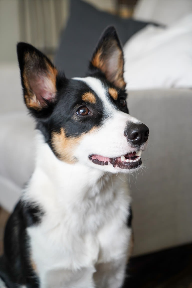 Summer, an Australian Shepherd and Border Collie mix tested with EmbarkVet.com