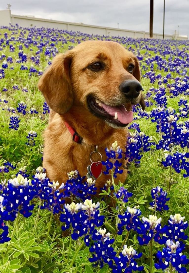 Matt, a Pembroke Welsh Corgi and Dachshund mix tested with EmbarkVet.com