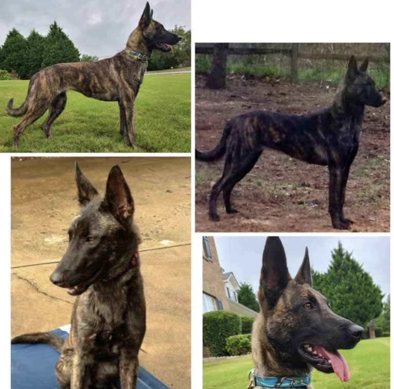 Jinx Van Patriot, a Dutch Shepherd and German Shepherd Dog mix tested with EmbarkVet.com