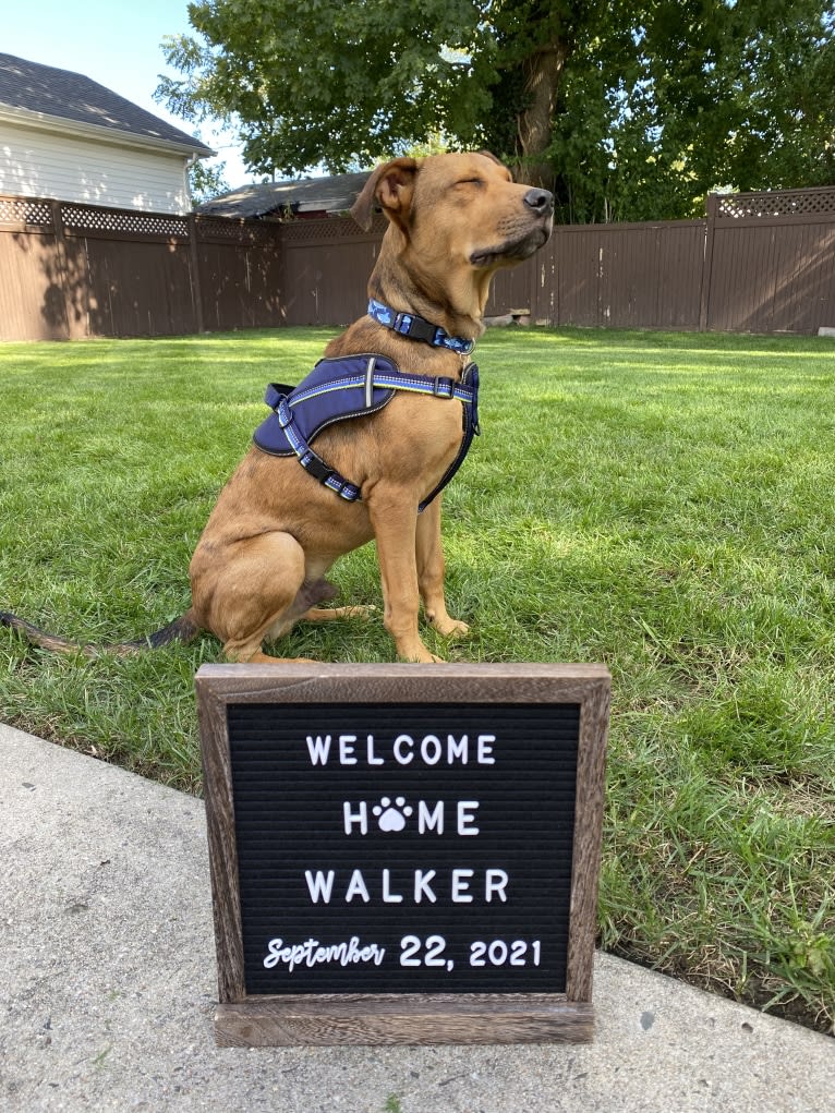 Walker, an American Pit Bull Terrier and Rottweiler mix tested with EmbarkVet.com