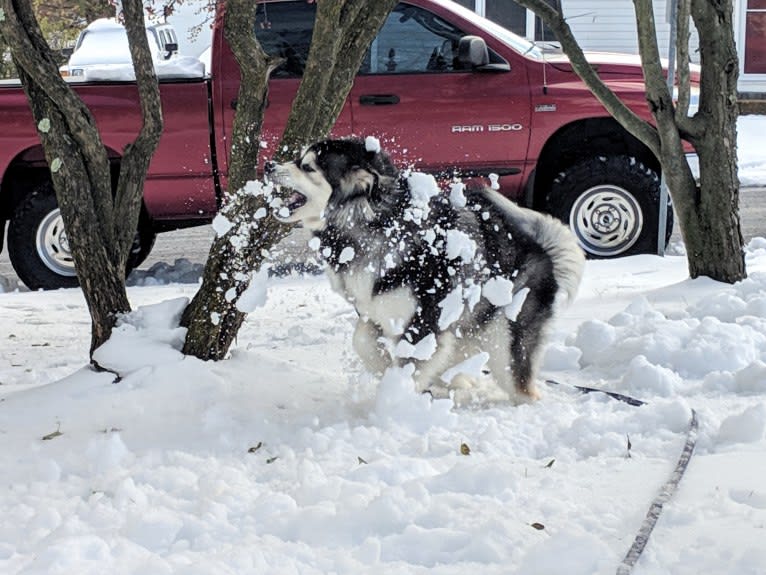 Luna, an Alaskan Malamute tested with EmbarkVet.com