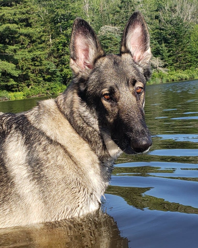 Balto, a German Shepherd Dog tested with EmbarkVet.com