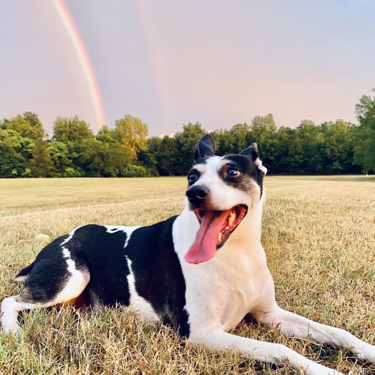 Maddie, an American Pit Bull Terrier and Rat Terrier mix tested with EmbarkVet.com