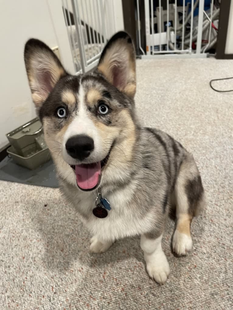 Brooks K. Crowley, a Siberian Husky and Pembroke Welsh Corgi mix tested with EmbarkVet.com