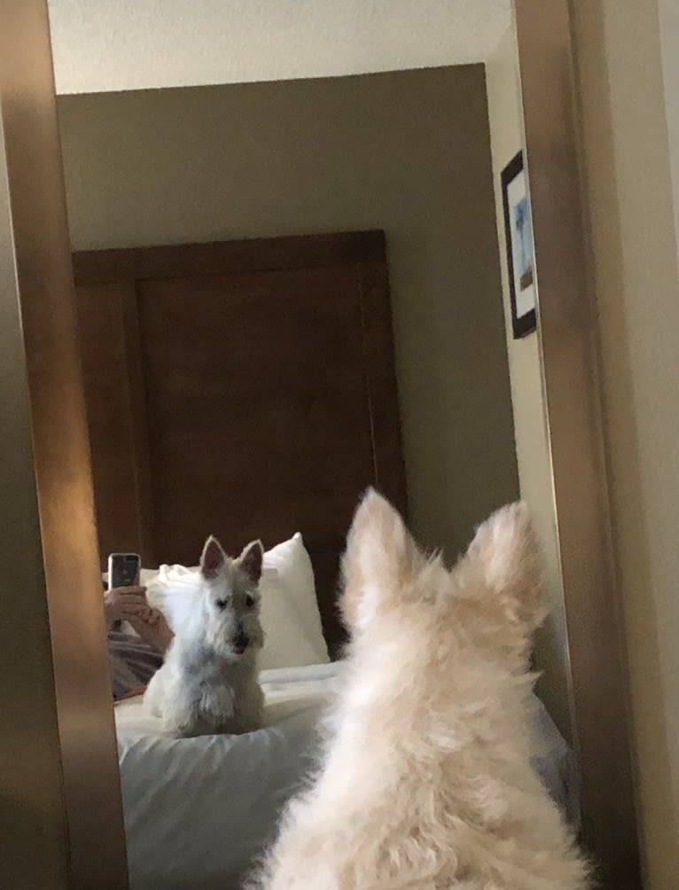 AFTERGLOW’S DREAMSICLE, a Scottish Terrier tested with EmbarkVet.com