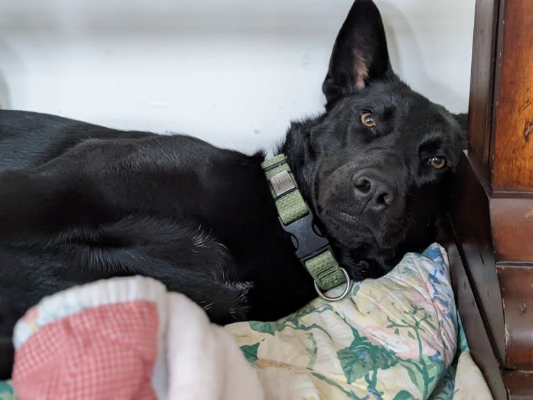 Sally, a Siberian Husky and Labrador Retriever mix tested with EmbarkVet.com