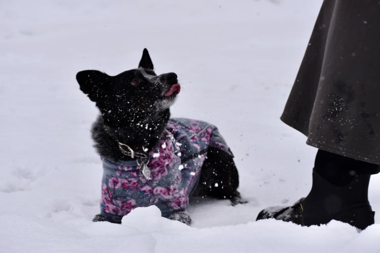 Mist, an Australian Cattle Dog and Australian Shepherd mix tested with EmbarkVet.com