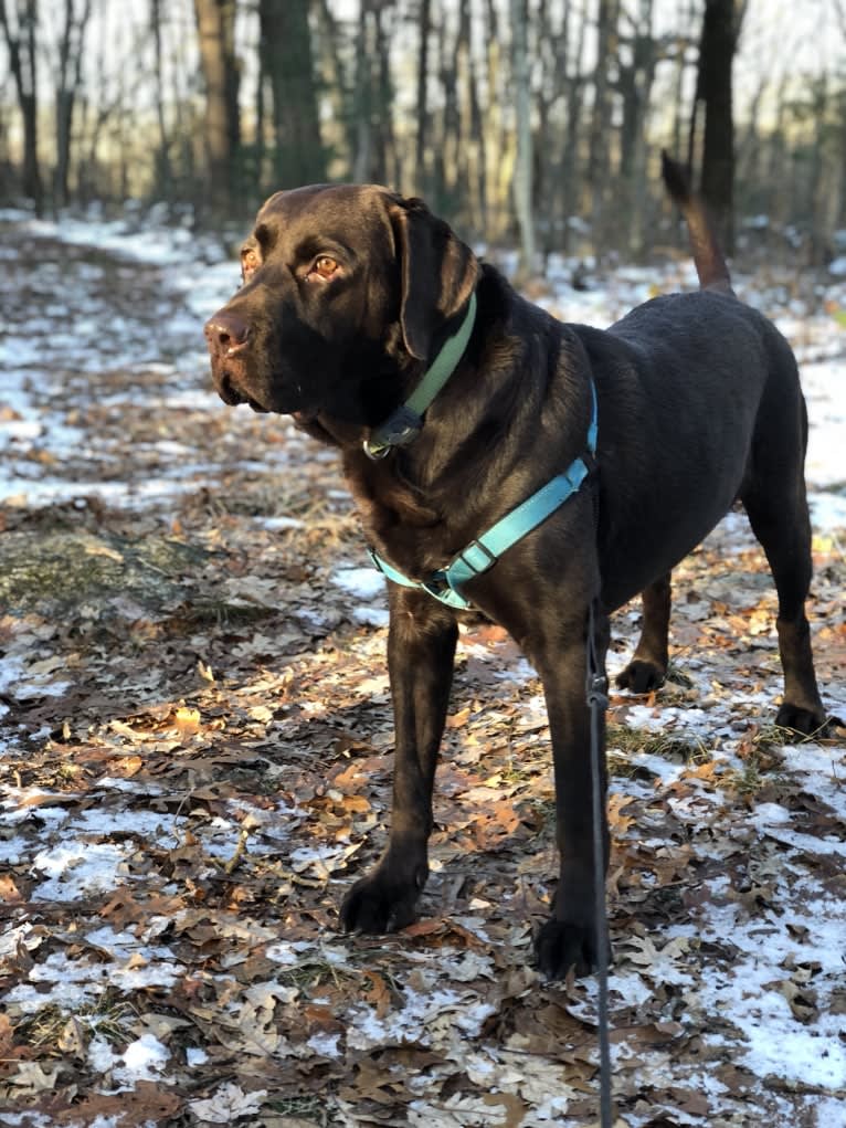 Zeke, a Labrador Retriever tested with EmbarkVet.com