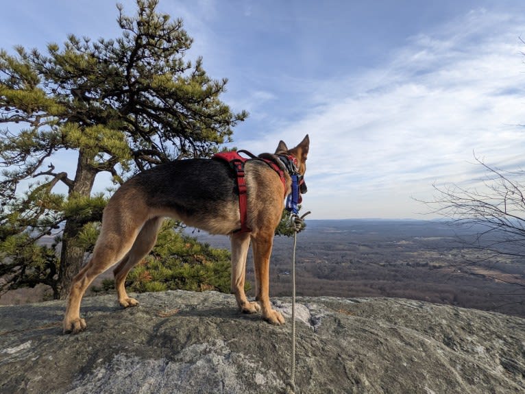 Lyra, a German Shepherd Dog tested with EmbarkVet.com