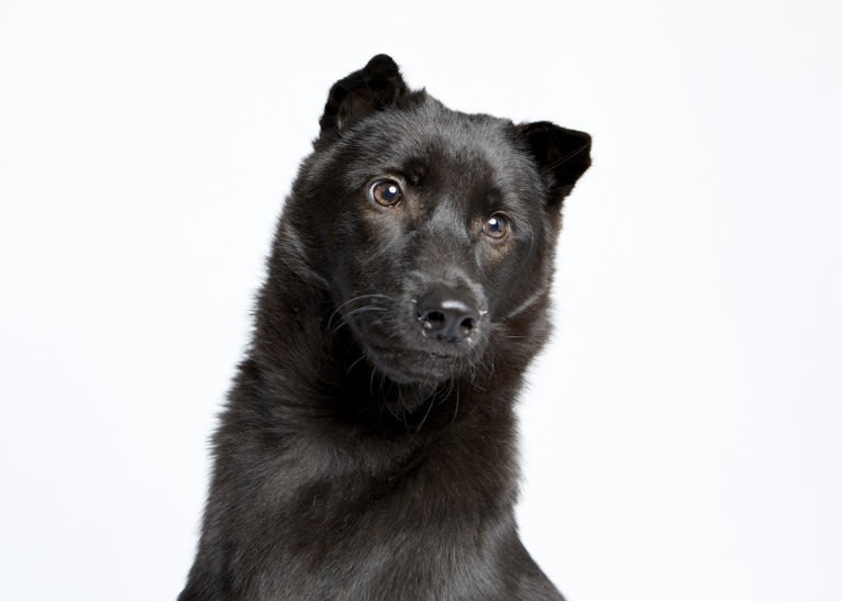 Baloo Stern, a Hong Kong Village Dog tested with EmbarkVet.com