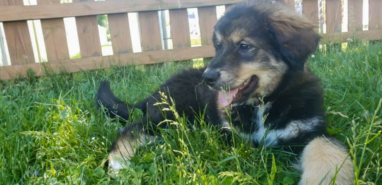 Athena, an Alaskan Malamute and Bernese Mountain Dog mix tested with EmbarkVet.com