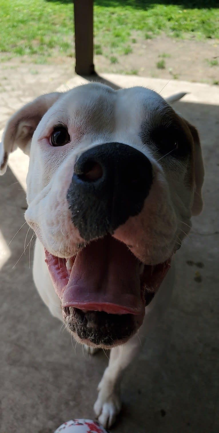 Thorsen, a Boxer and Saint Bernard mix tested with EmbarkVet.com