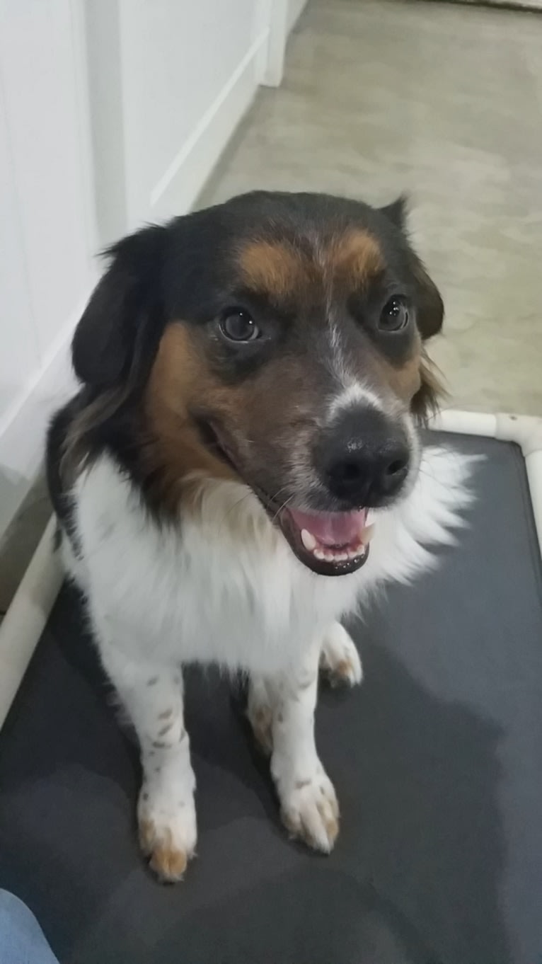 Logan, a Rat Terrier and Chow Chow mix tested with EmbarkVet.com