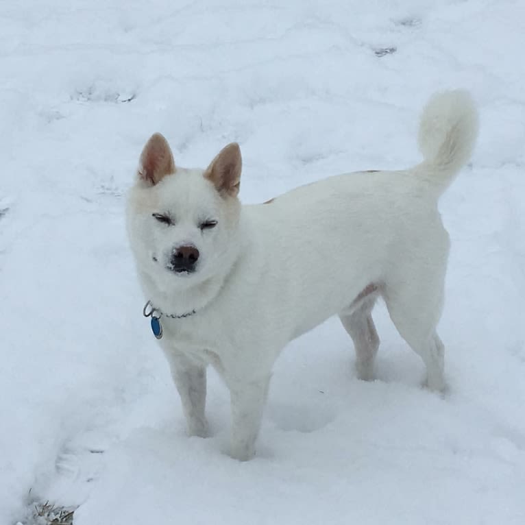 Mako, a Shiba Inu and American Eskimo Dog mix tested with EmbarkVet.com