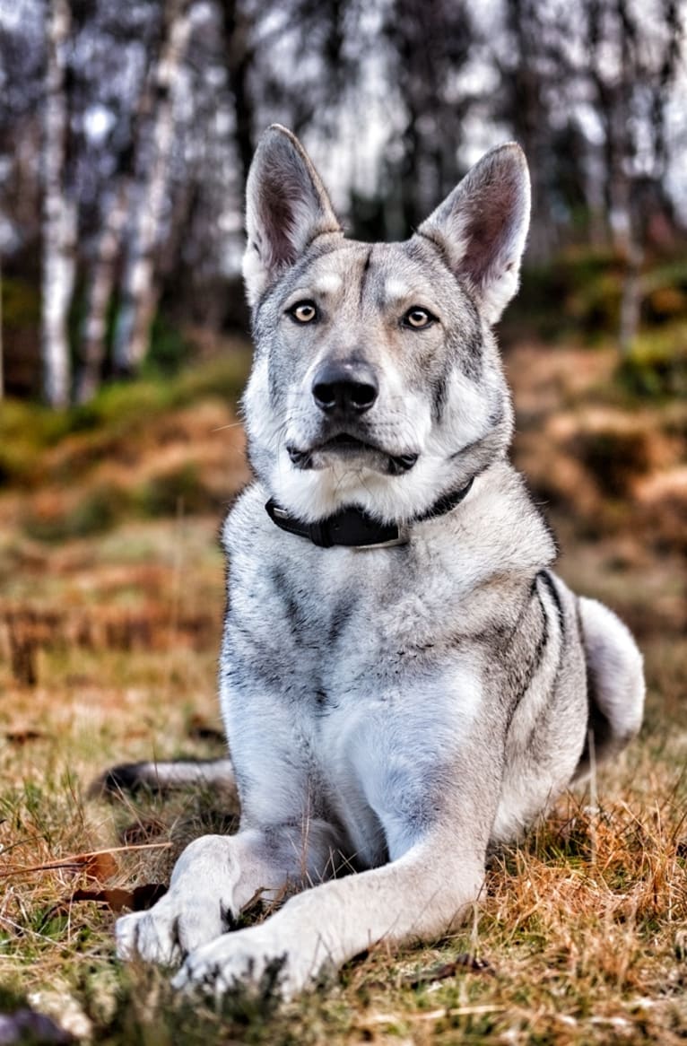 Varg, a Saarloos Wolfdog tested with EmbarkVet.com