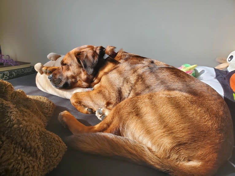 Dahlia (Dolly), an American Pit Bull Terrier and Australian Shepherd mix tested with EmbarkVet.com
