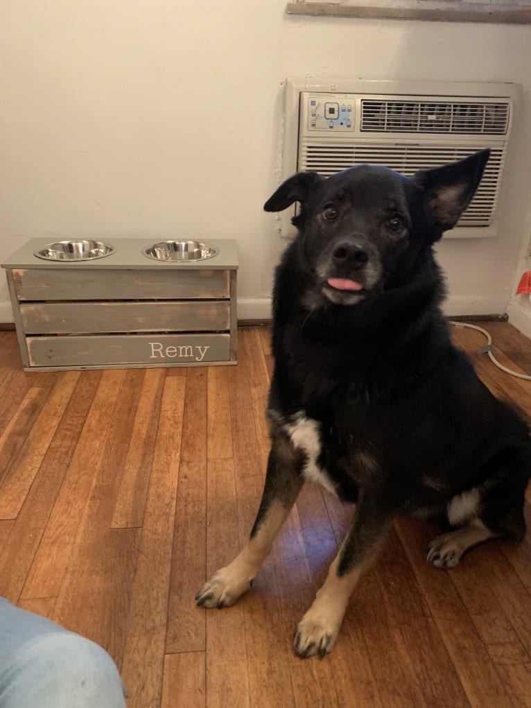 Remy, a Norwegian Elkhound and Australian Shepherd mix tested with EmbarkVet.com