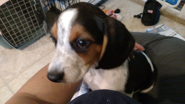 Otis, a Beagle tested with EmbarkVet.com