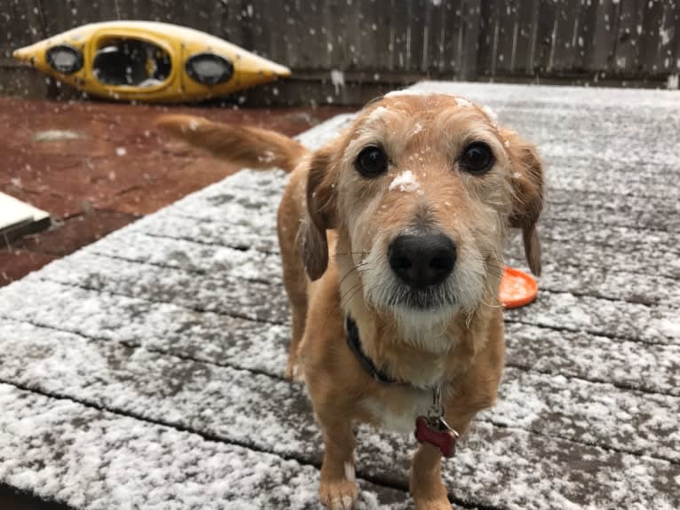 Rosie, a Basset Hound and Poodle (Small) mix tested with EmbarkVet.com