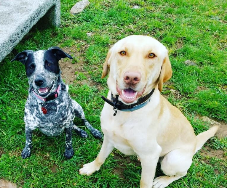 Gus, a Labrador Retriever tested with EmbarkVet.com