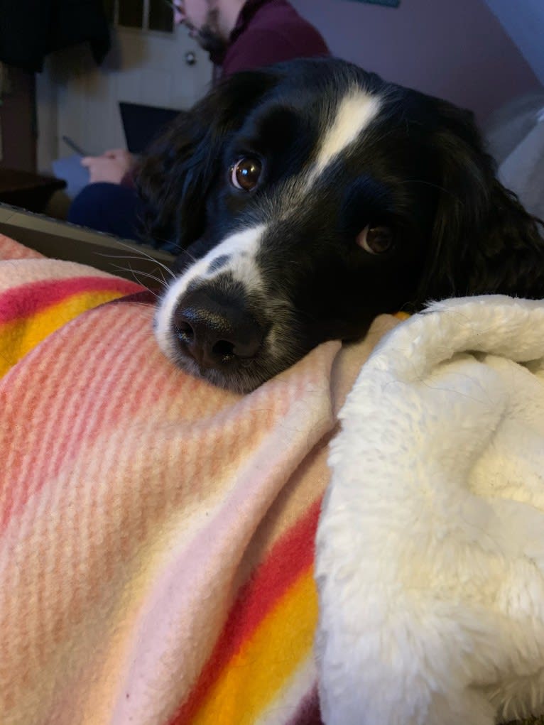 Pepé le Pew, a Miniature/MAS-type Australian Shepherd and English Springer Spaniel mix tested with EmbarkVet.com