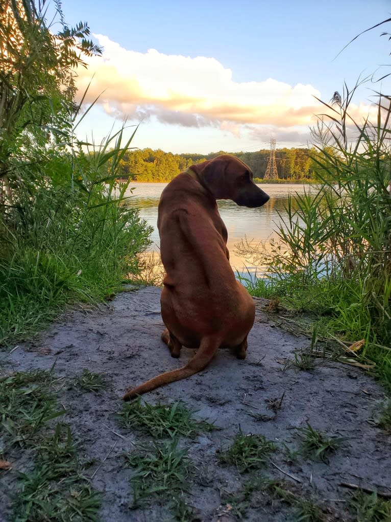 Willow, a Rhodesian Ridgeback tested with EmbarkVet.com