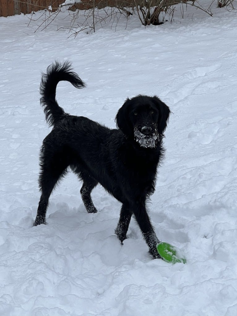 Levi, a Labradoodle tested with EmbarkVet.com