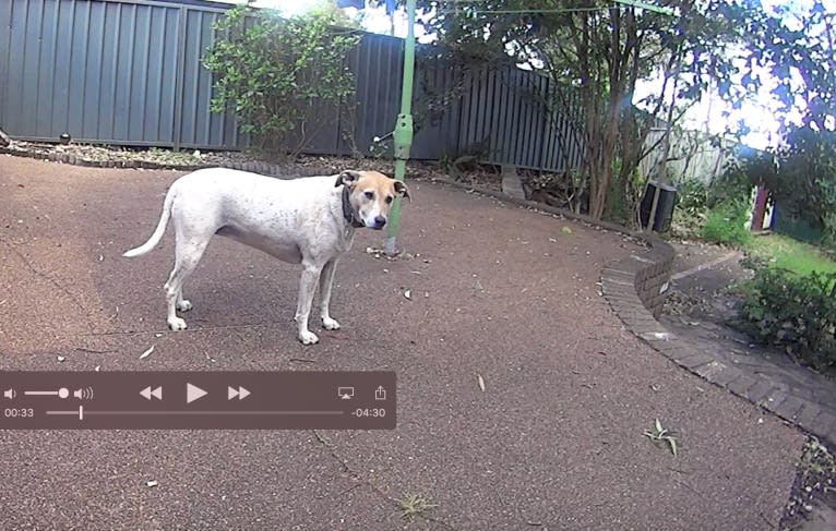 Freya, an Australian Cattle Dog and Koolie mix tested with EmbarkVet.com