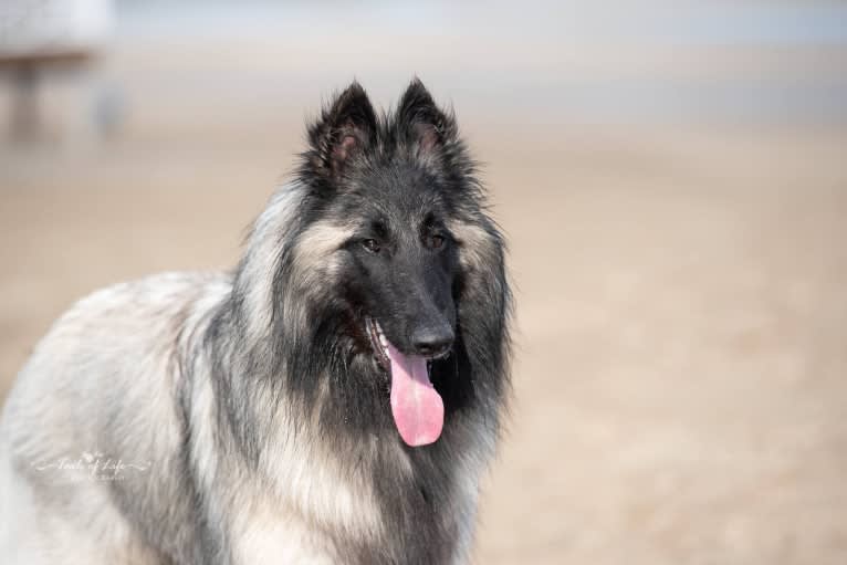 Qoiva de Roanelle, a Belgian Shepherd tested with EmbarkVet.com