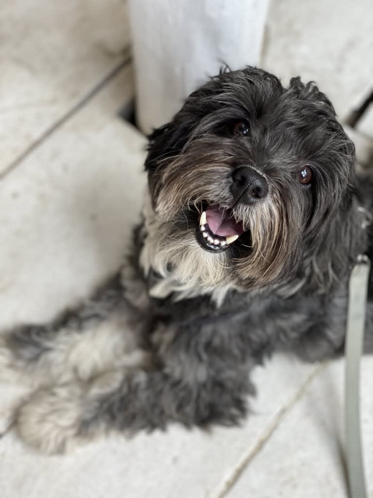 Papa Quinn, a Havanese and Lhasa Apso mix tested with EmbarkVet.com