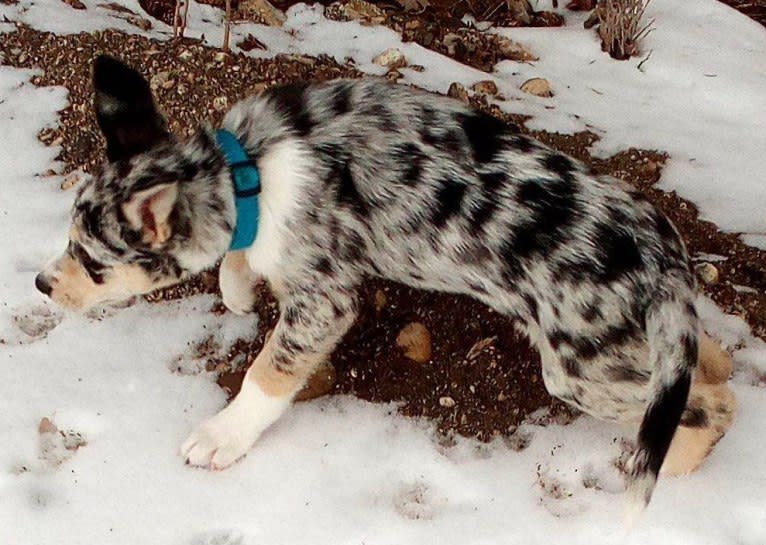 IronEye Pancho, a Border Collie and Catahoula Leopard Dog mix tested with EmbarkVet.com