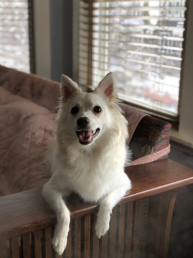 Sookie, an American Eskimo Dog tested with EmbarkVet.com