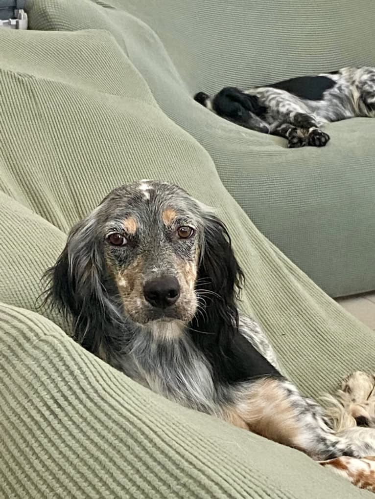 Libby, an English Setter tested with EmbarkVet.com