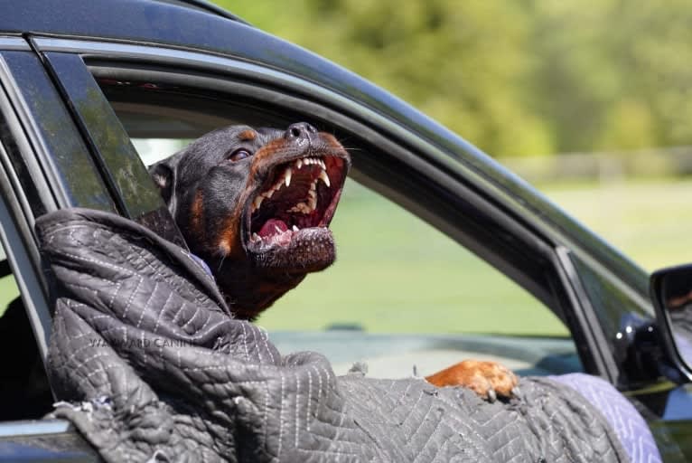 Kratos Raiju, a Rottweiler tested with EmbarkVet.com