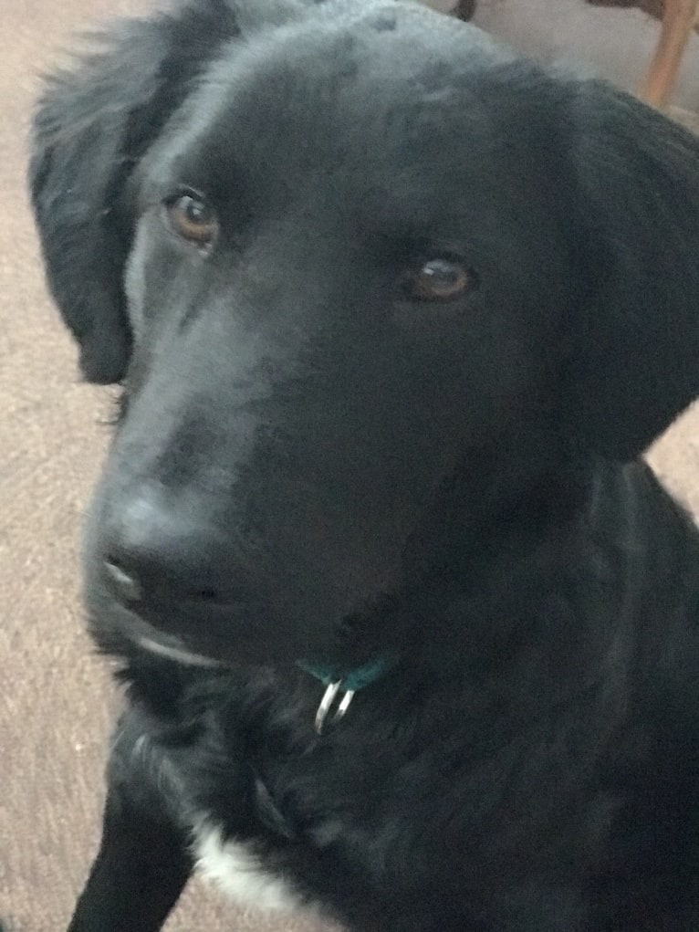 Care Bear Ross, a Labrador Retriever and Australian Cattle Dog mix tested with EmbarkVet.com